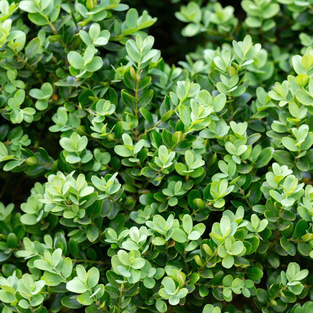 Buis - Buxus microphylla Faulkner 