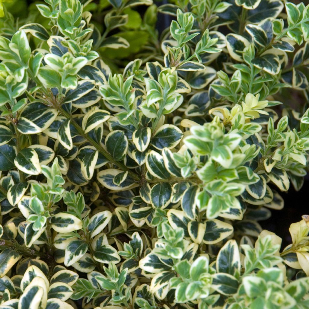 Buis commun panaché - Buxus sempervirens Elegans