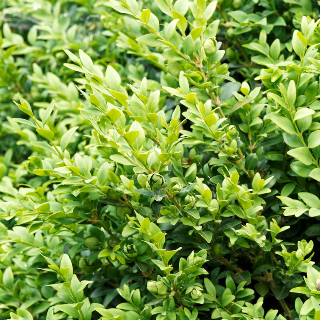 Buis de haie - Buxus sempervirens Suffruticosa en godet