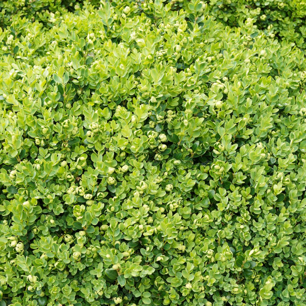 Buis de haie - Buxus sempervirens Suffruticosa en godet