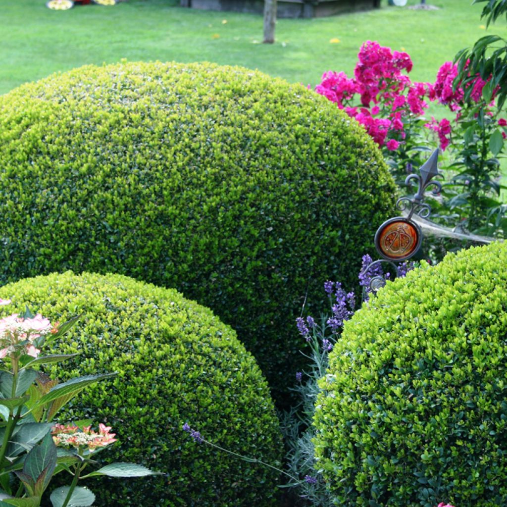 Buxus sempervirens Arborescens - Buis commun