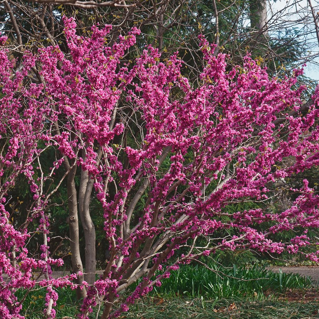 Cercis chinensis Don Egolf - Gainier de Chine compact