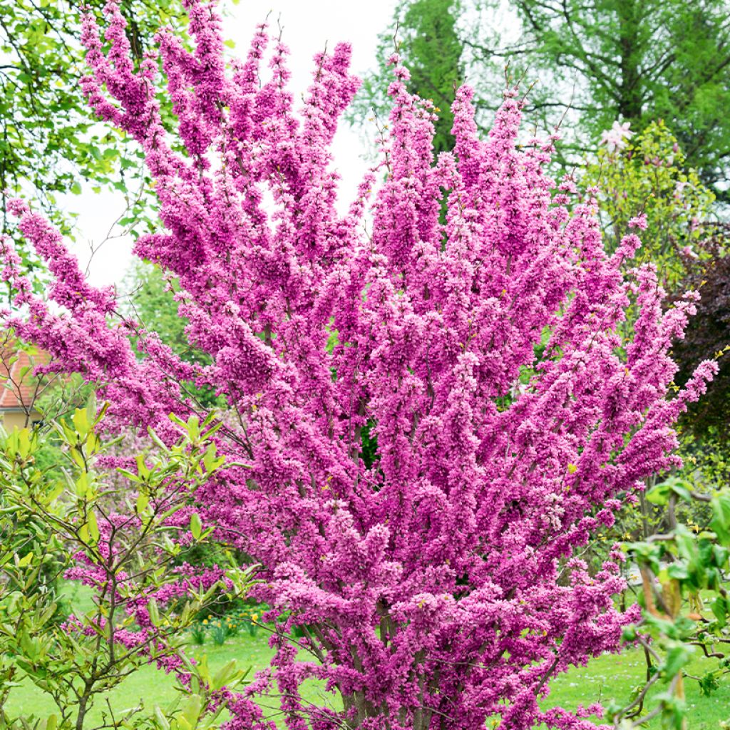 Cercis chinensis Kay's Early Hope - Gainier de Chine