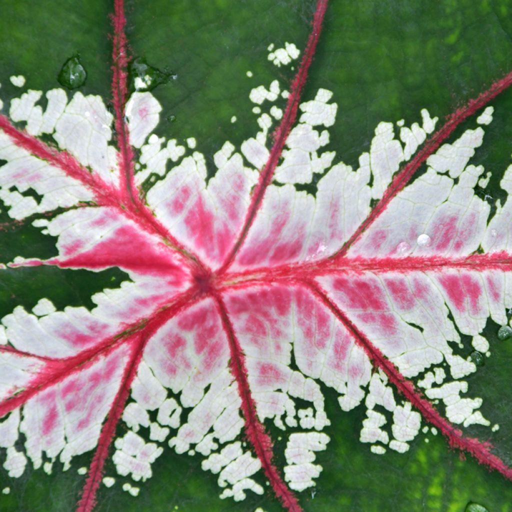 Caladium Cherry Blossom