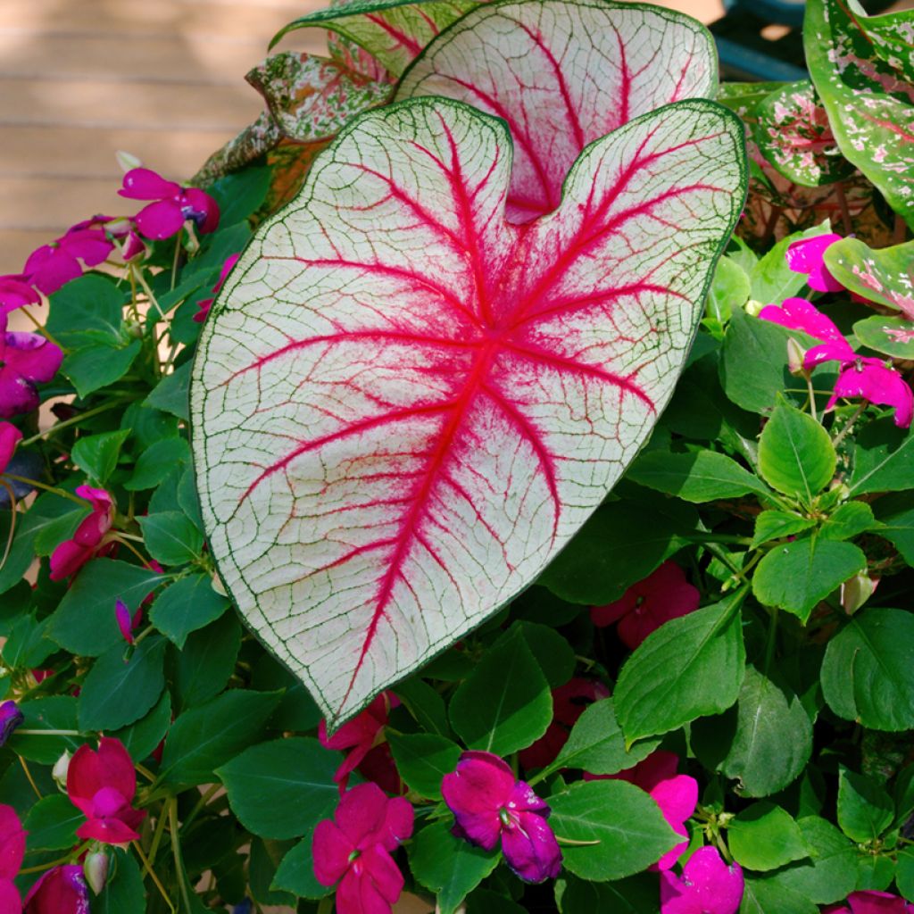 Caladium Fiesta