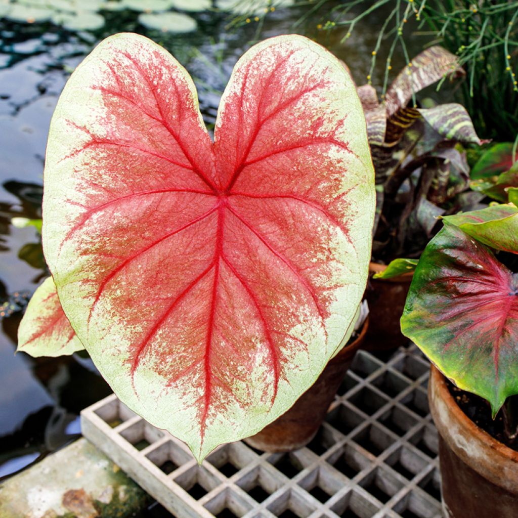 Caladium Mint Julep