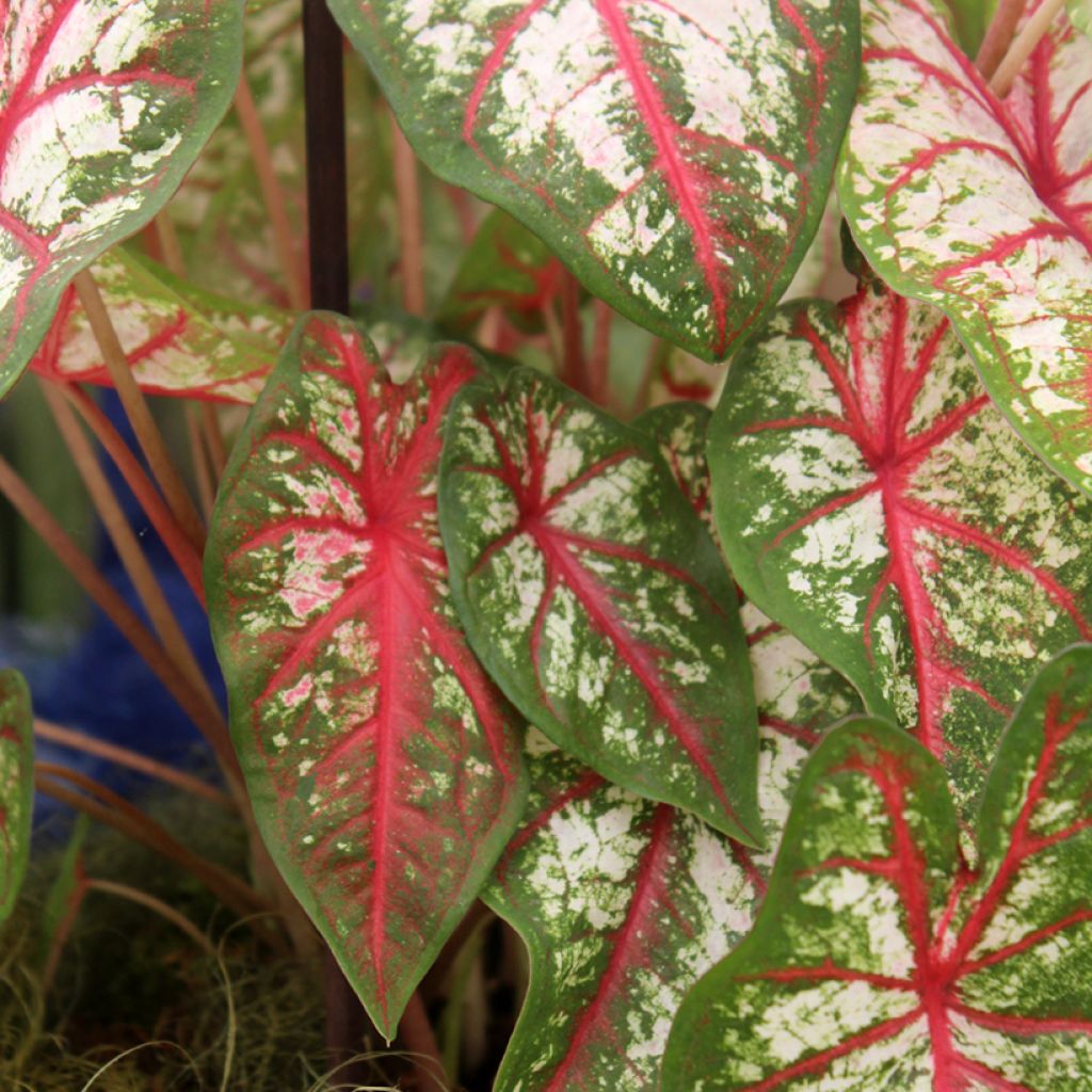 Caladium Tapestry