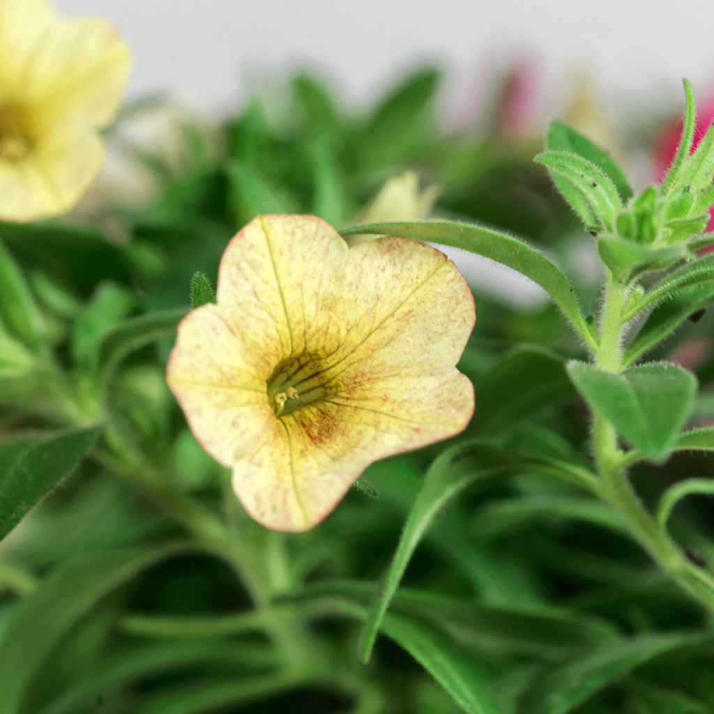 Calibrachoa Sweet Bells Bronze Lemon - Mini-pétunia