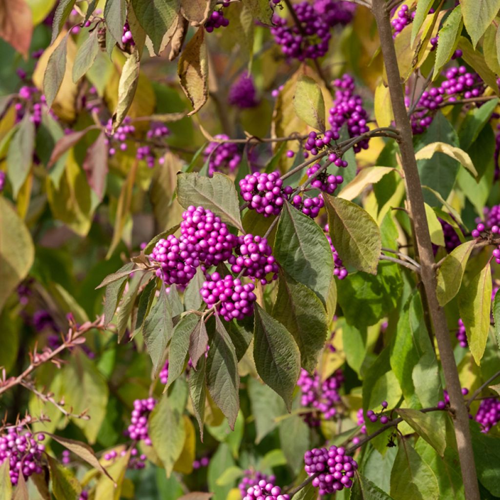 Callicarpa bodinieri Imperial Pearl