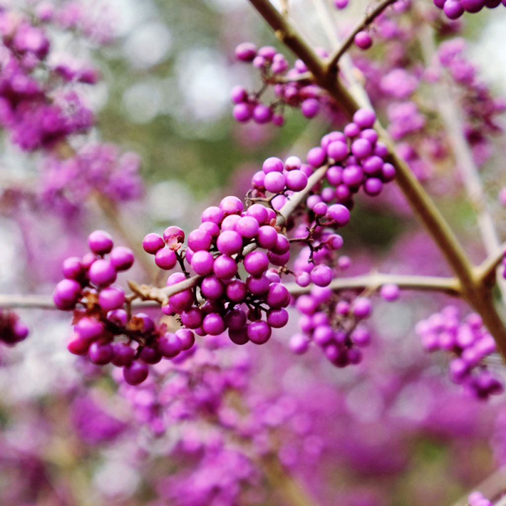 Callicarpa bodinieri Imperial Pearl