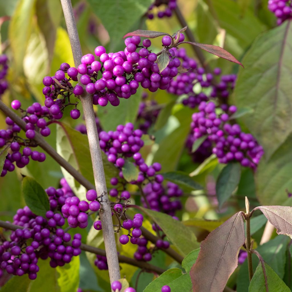 Callicarpa bodinieri Imperial Pearl