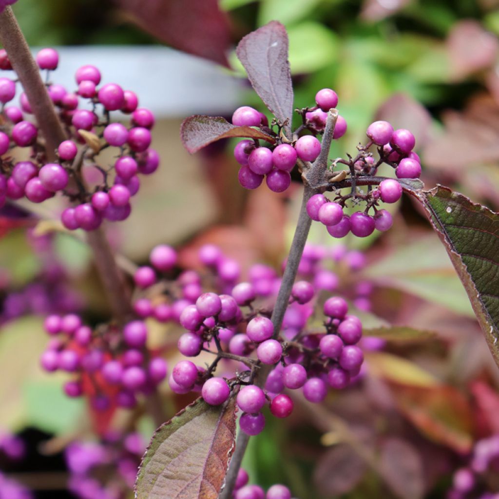 Callicarpa bodinieri Profusion - Arbuste aux bonbons