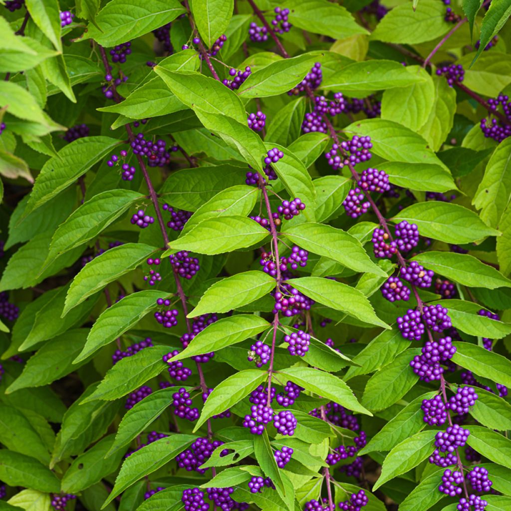 Callicarpa dichotoma - Arbuste aux bonbons