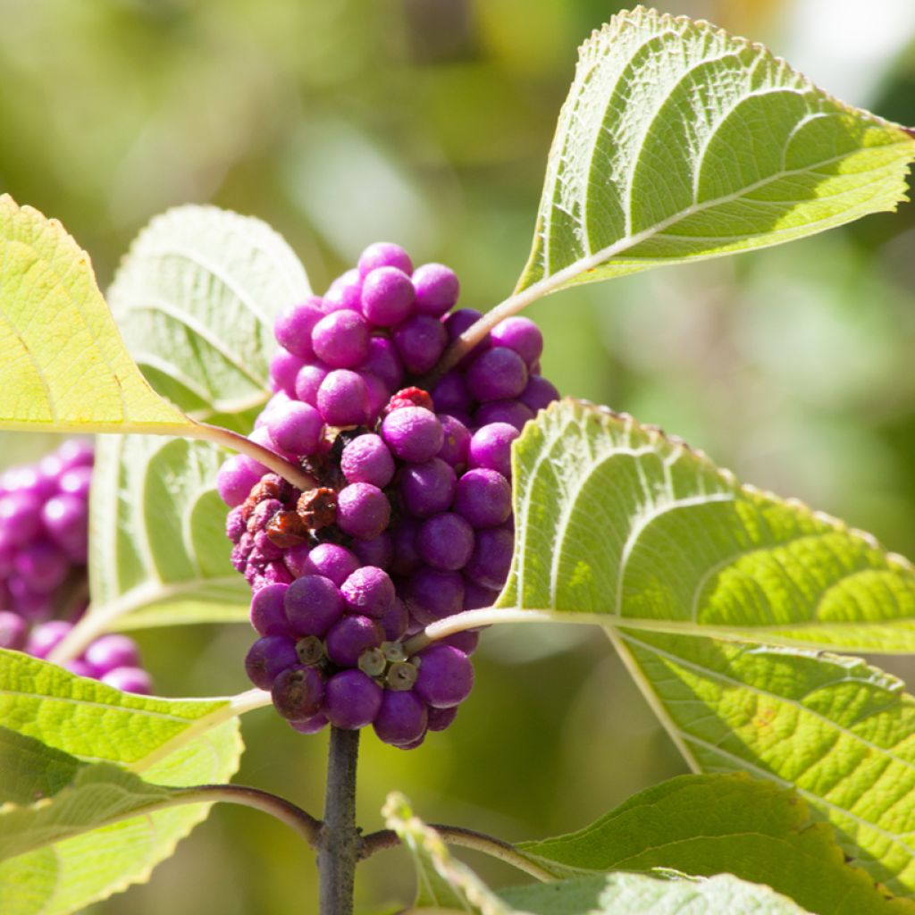 Callicarpa dichotoma - Arbuste aux bonbons