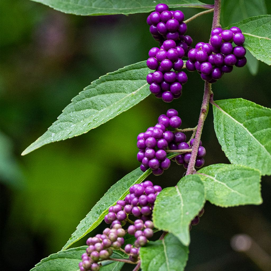 Callicarpa dichotoma - Arbuste aux bonbons