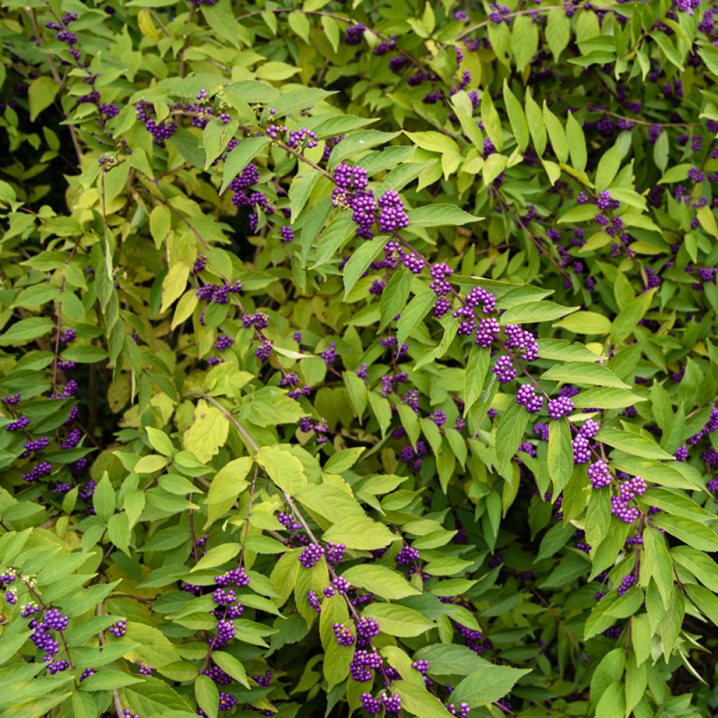 Callicarpa dichotoma - Arbuste aux bonbons