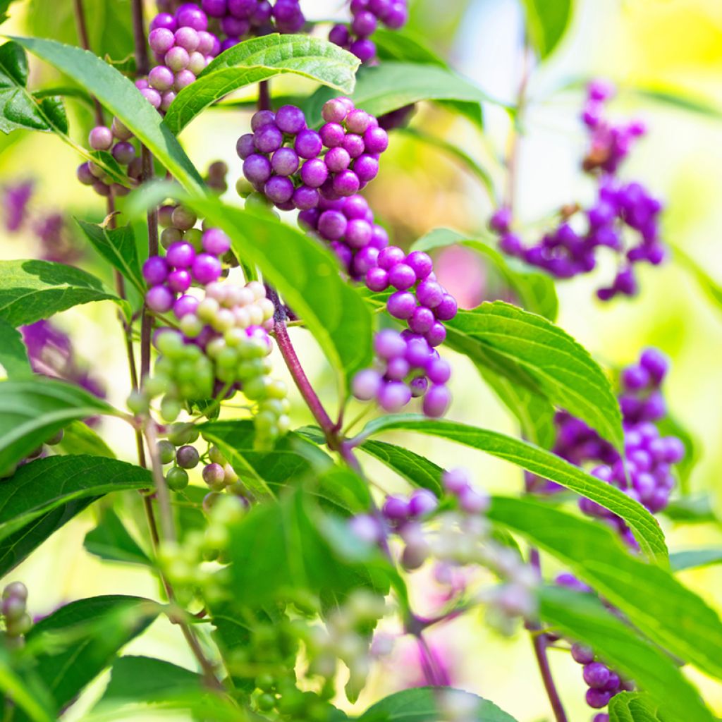 Callicarpa japonica - Arbuste aux bonbons du Japon