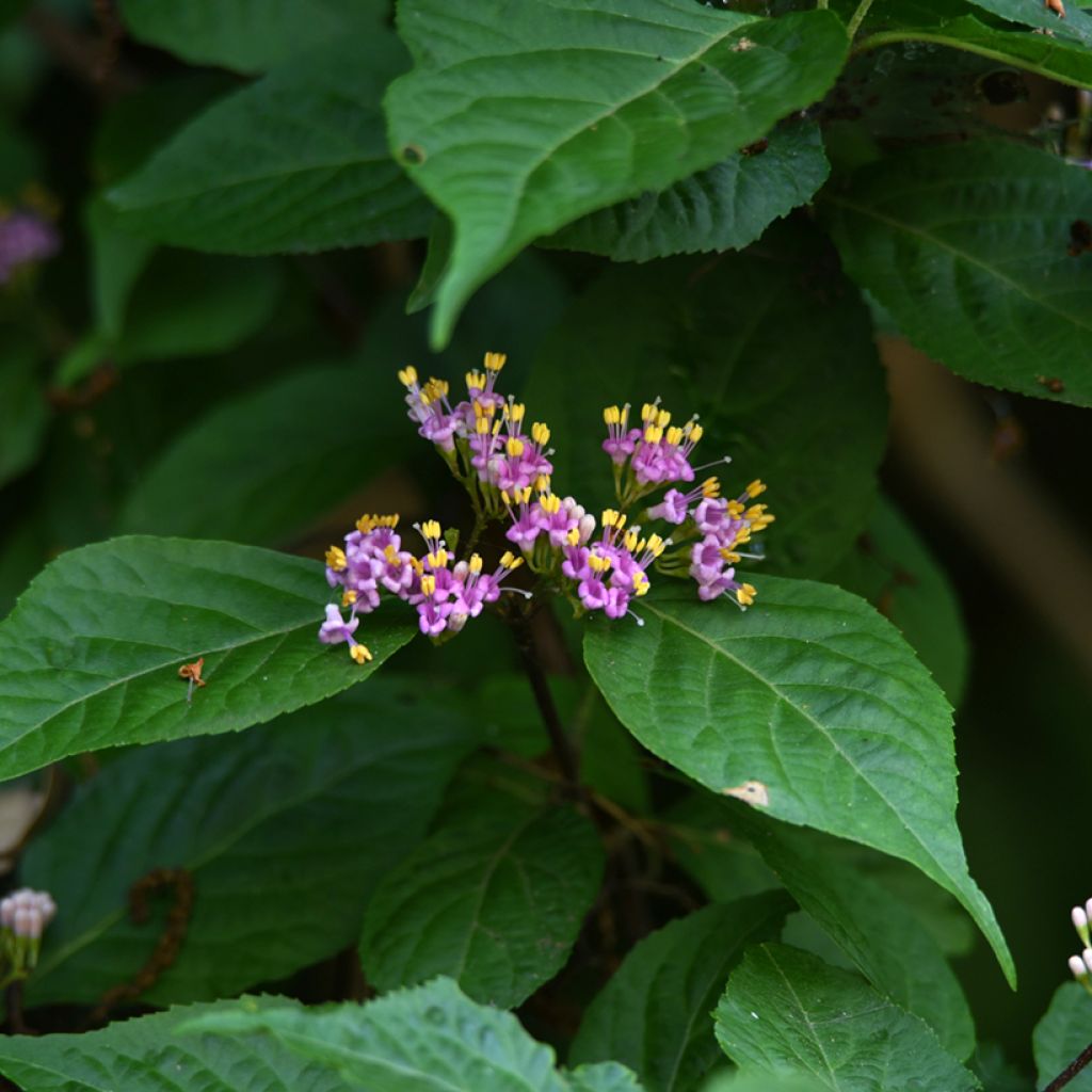 Callicarpa japonica - Arbuste aux bonbons du Japon