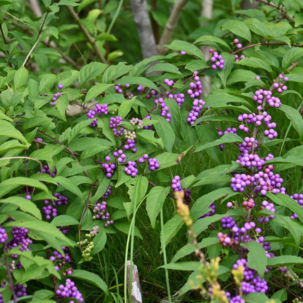 Callicarpa japonica - Arbuste aux bonbons du Japon