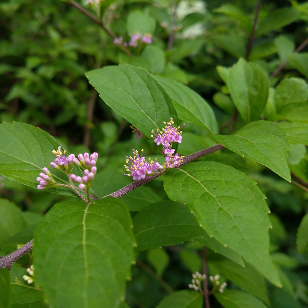 Callicarpa japonica - Arbuste aux bonbons du Japon