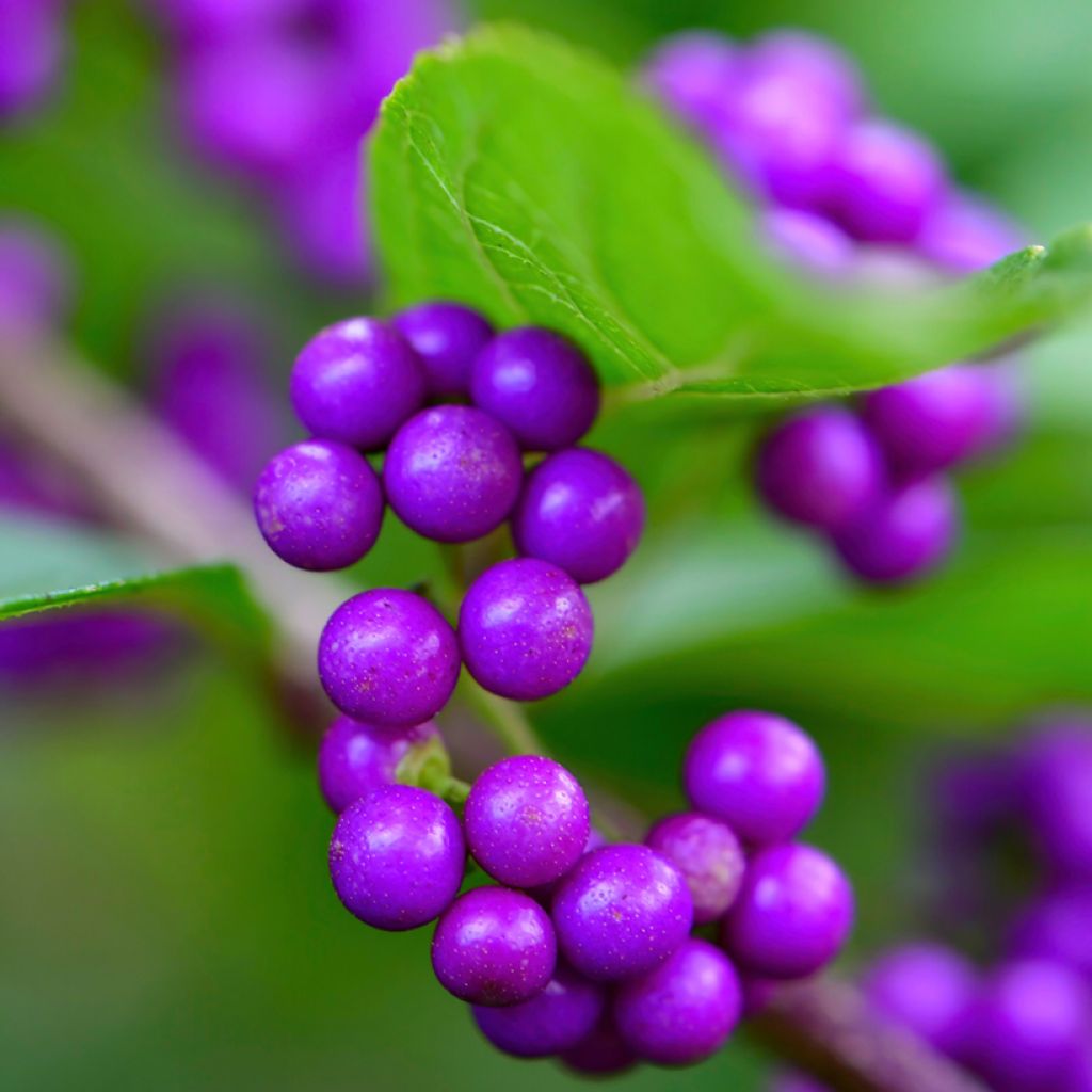 Callicarpa japonica - Arbuste aux bonbons du Japon