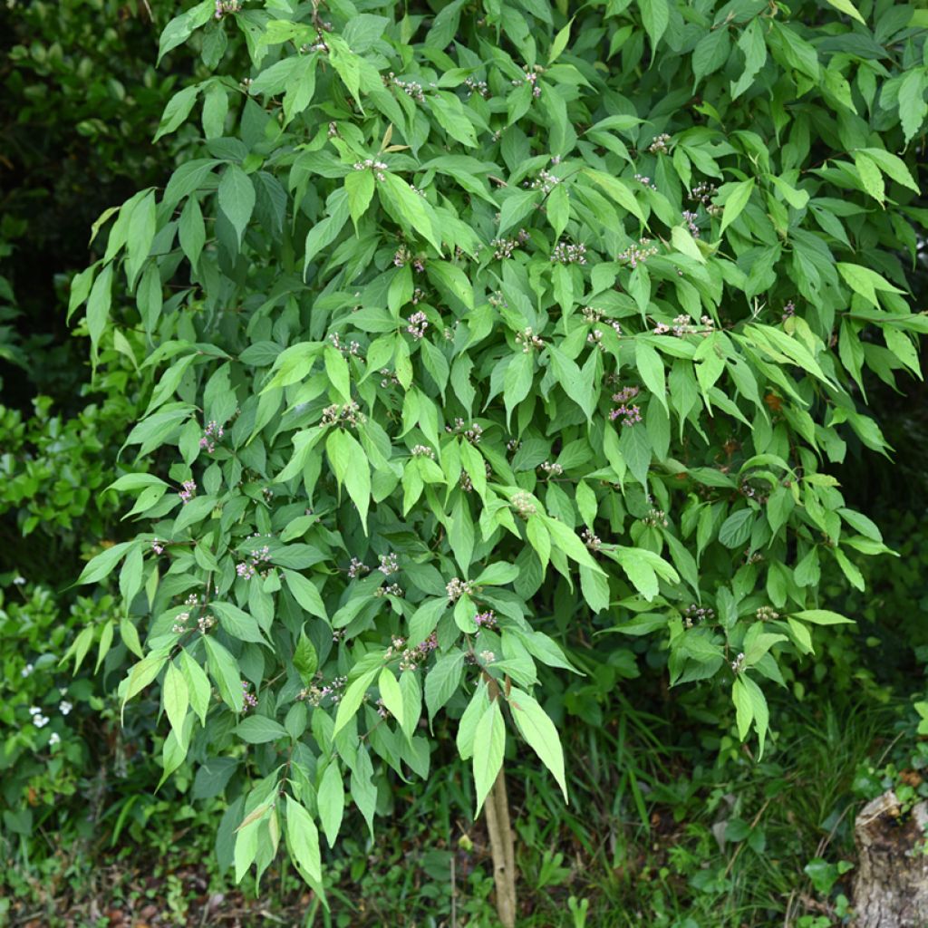 Callicarpa japonica - Arbuste aux bonbons du Japon