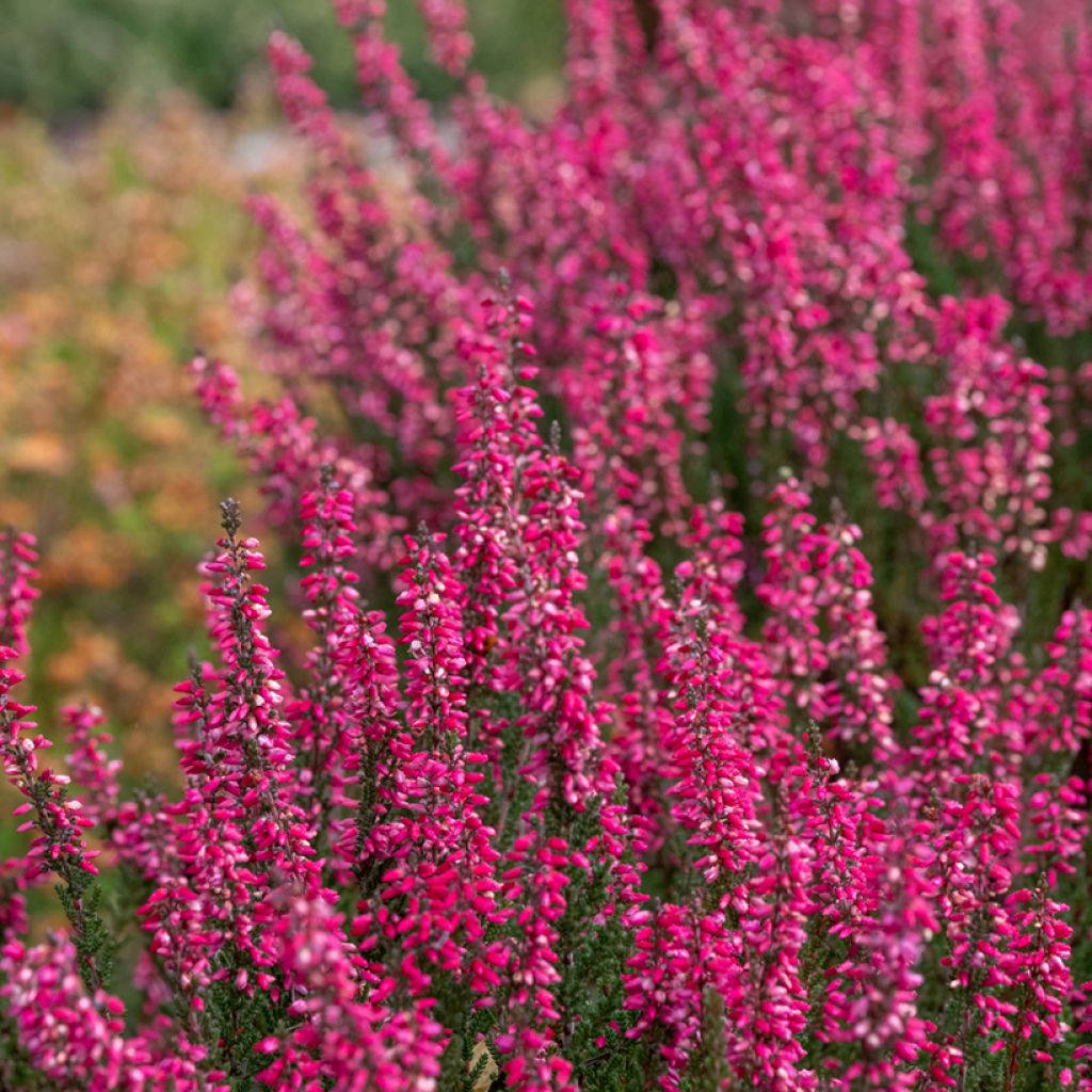 Bruyère d'été - Calluna Garden Girls Athene