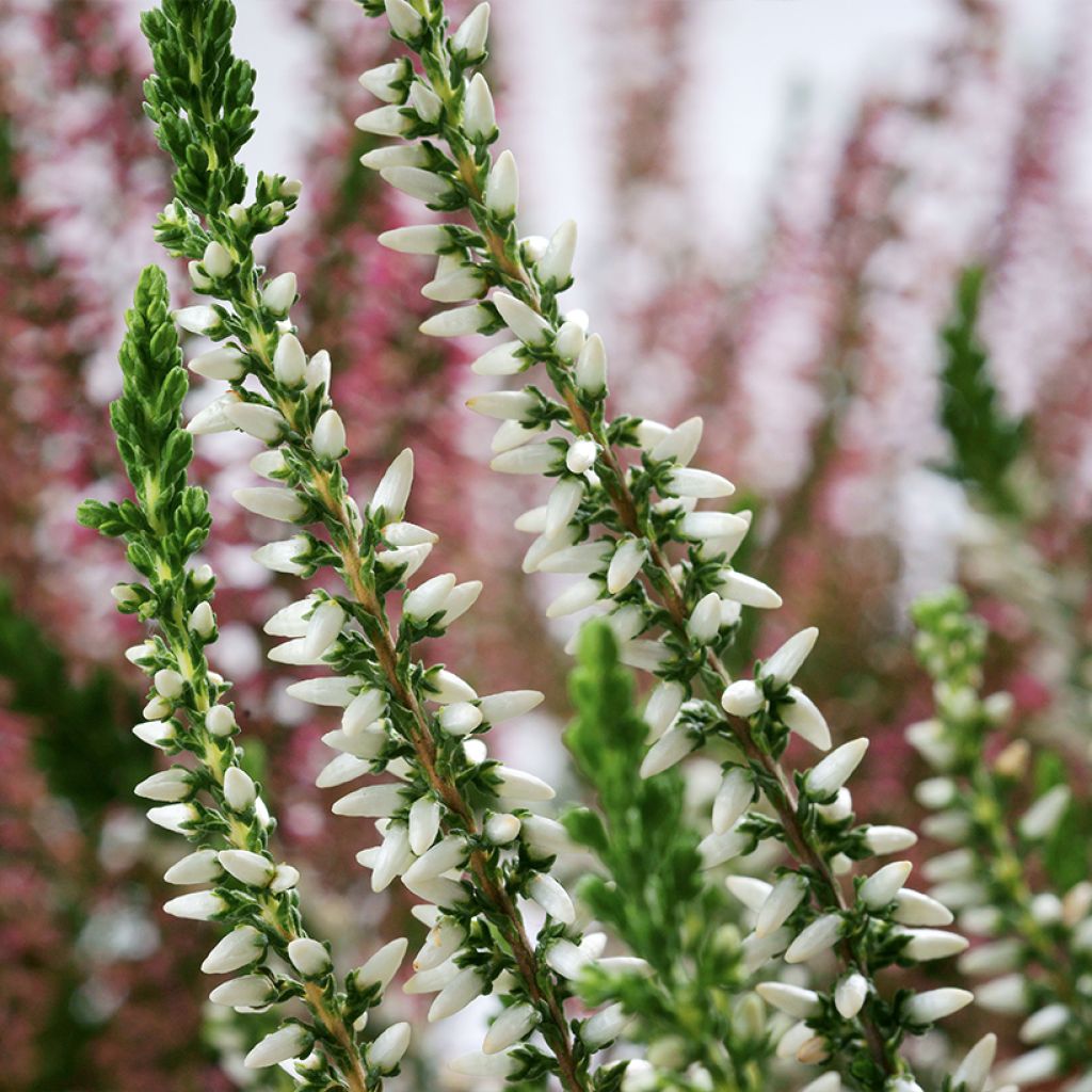 Bruyère d'été - Calluna Garden Girls Helena