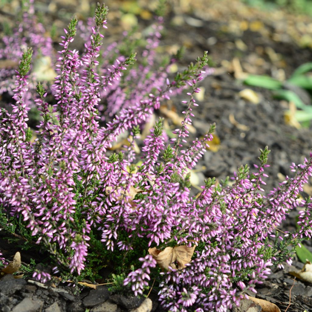 Bruyère d'été - Calluna Garden Girls Lena