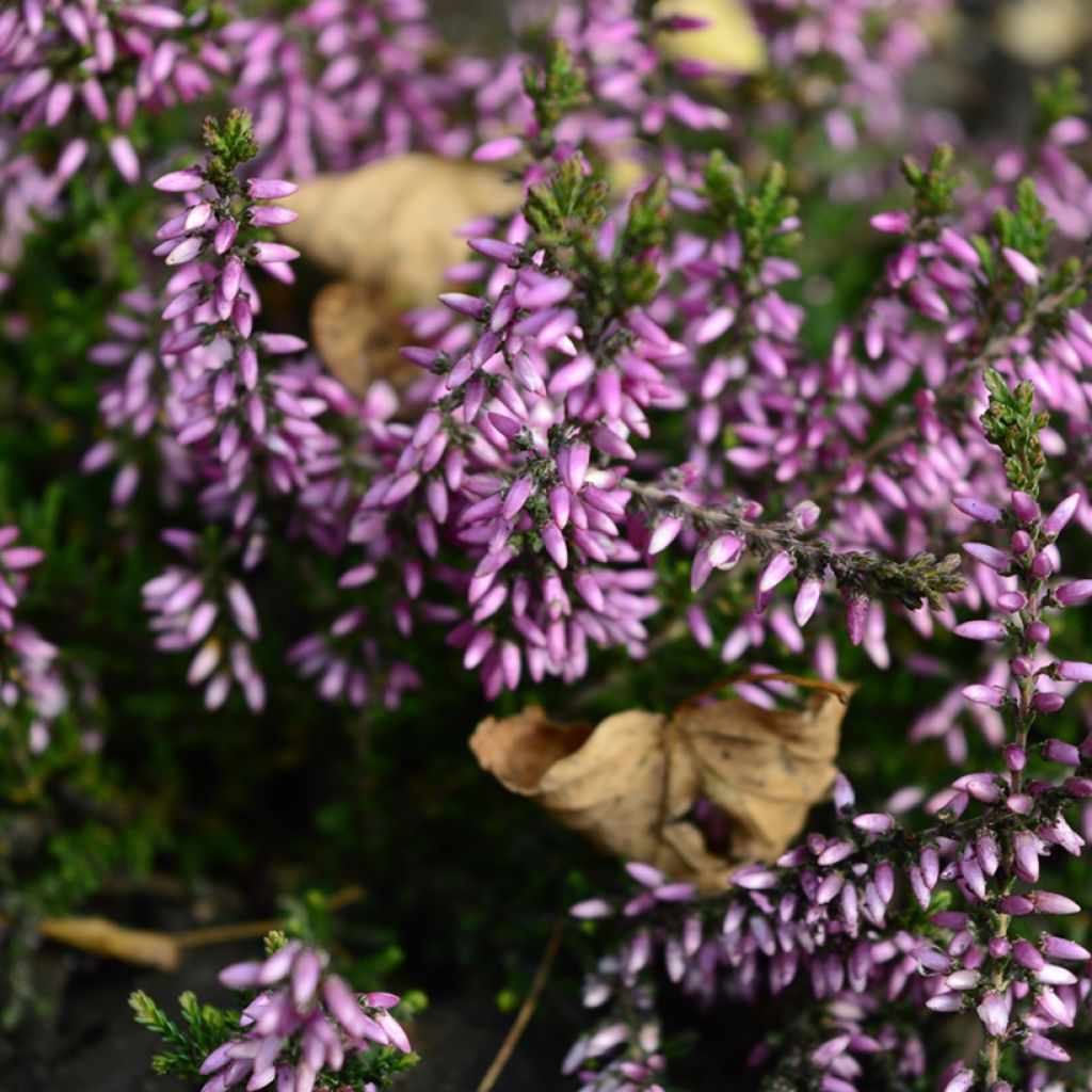 Bruyère d'été - Calluna Garden Girls Lena