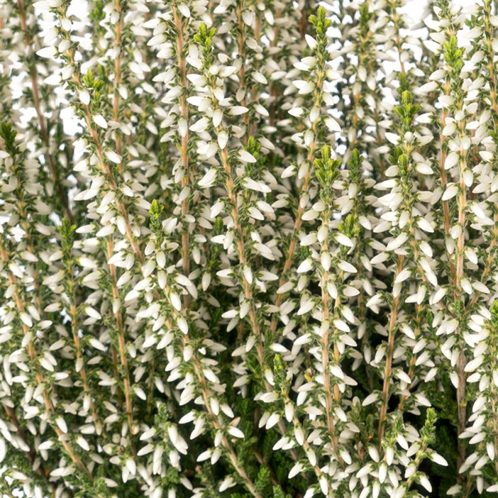 Bruyère d'été - Calluna Garden Girls Bettina