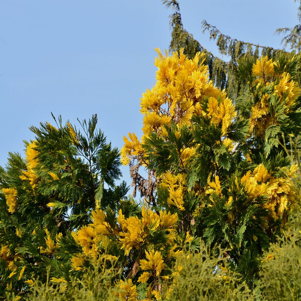 Calocedrus decurrens Aureovariegata - Cèdre blanc de Californie