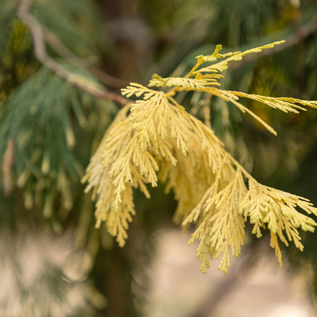 Calocedrus decurrens Aureovariegata - Cèdre blanc de Californie