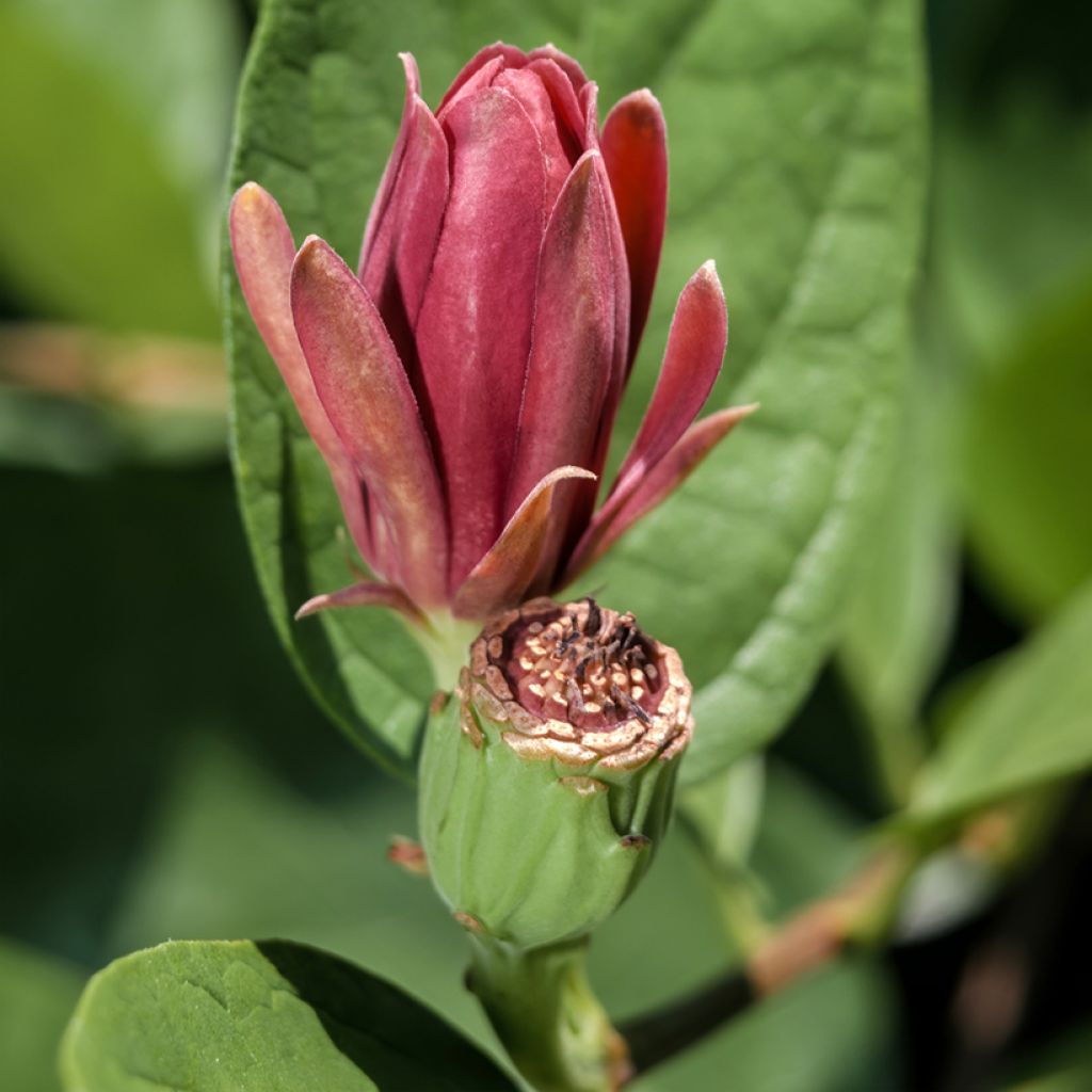 Calycanthus floridus - Arbre aux anémones