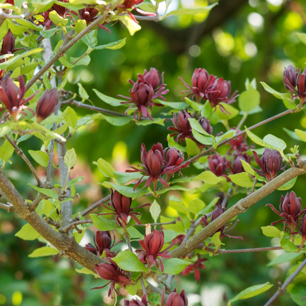 Calycanthus floridus - Arbre aux anémones