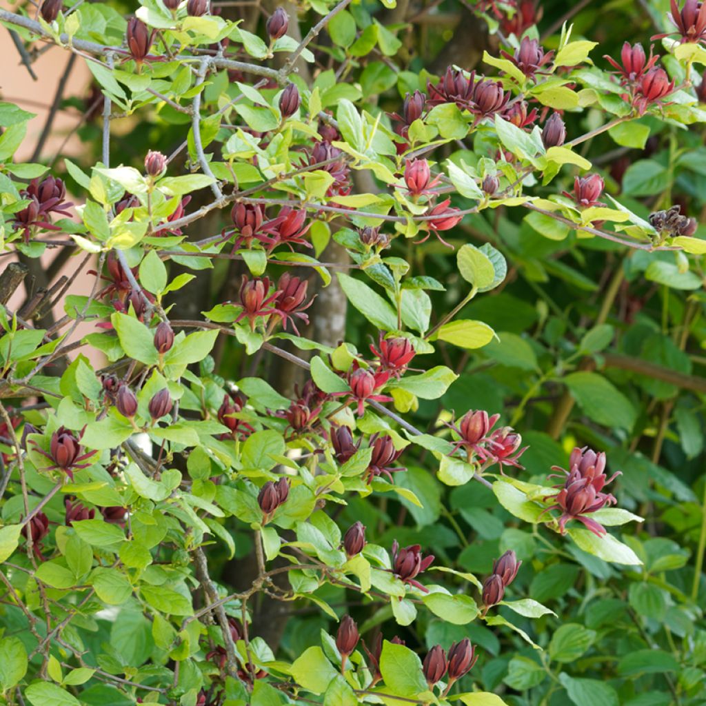 Calycanthus floridus - Arbre aux anémones