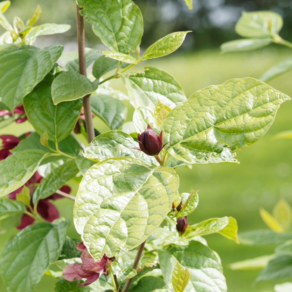 Calycanthus raulstonii Aphrodite - Arbre aux anémones.