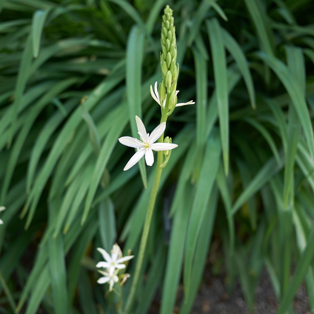 Camassia leichtlinii Silk River