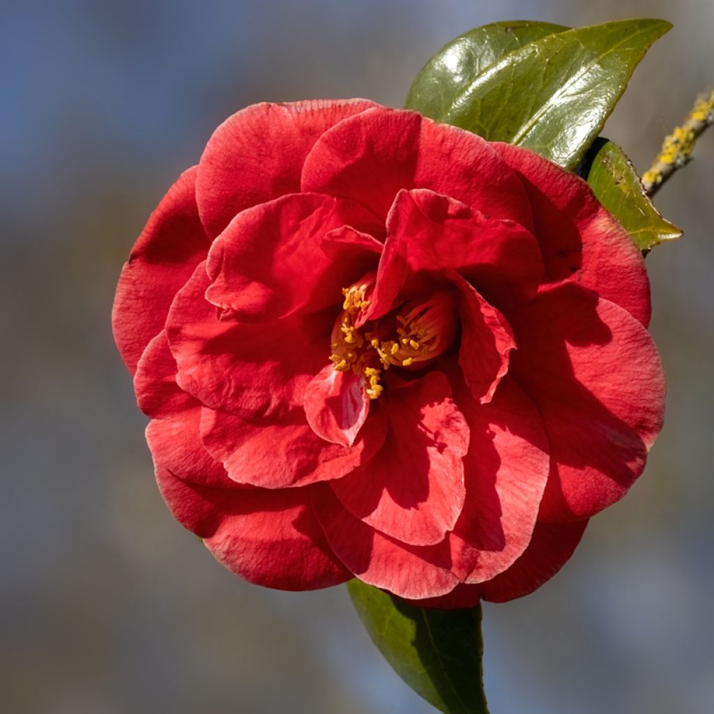 Camélia Adolphe Audusson - Camellia japonica