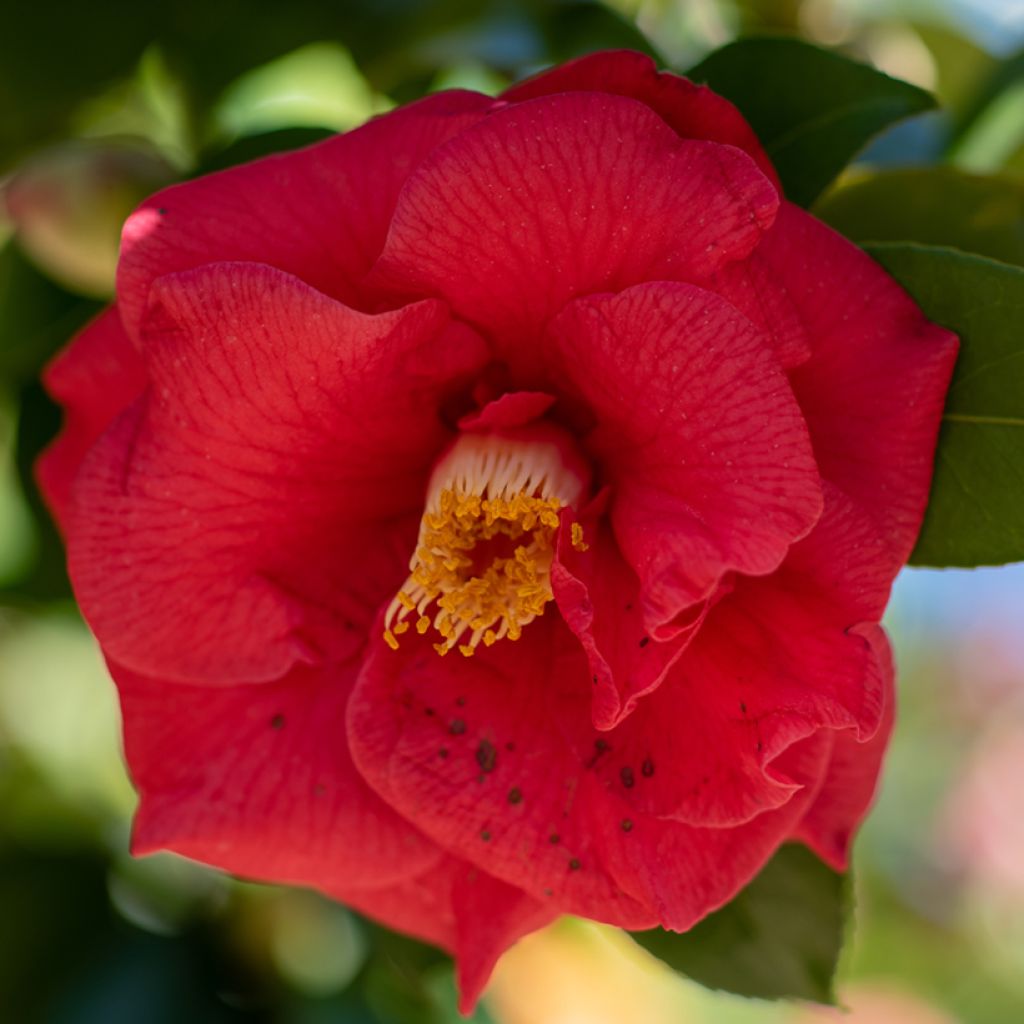 Camélia Adolphe Audusson - Camellia japonica