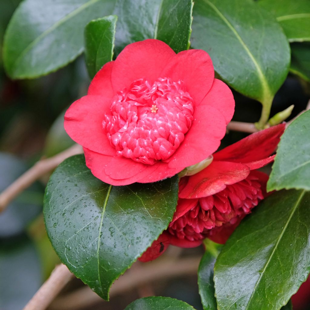 Camelia Bob's Tinsie - Camellia japonica