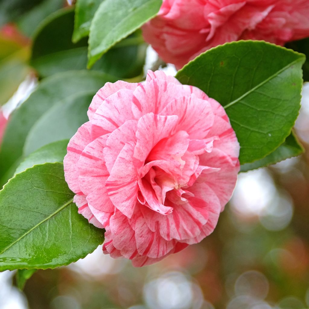 Camélia Comte de Gomer - Camellia japonica