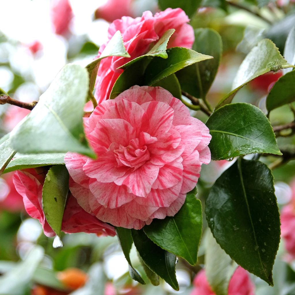 Camélia Comte de Gomer - Camellia japonica