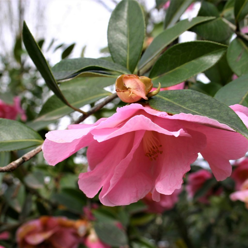 Camélia Donation - Camellia (x) williamsii