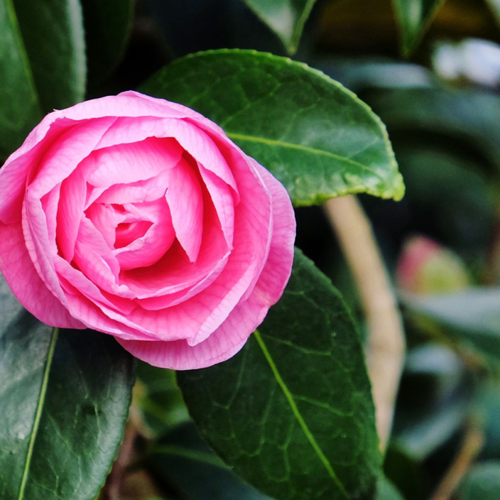 Camélia Donation - Camellia (x) williamsii