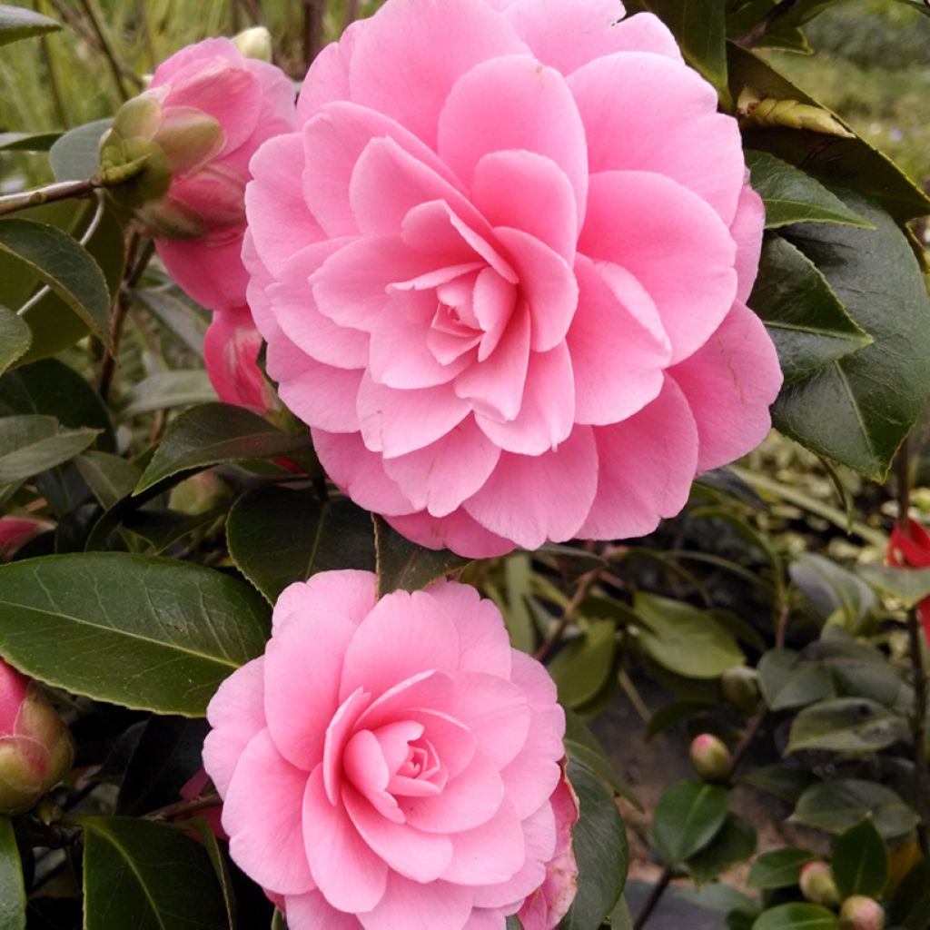 Camélia EG Waterhouse - Camellia (x) williamsii 