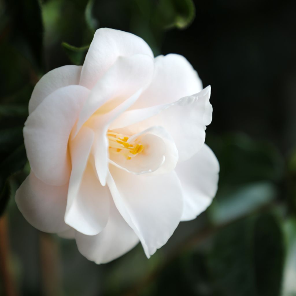 Camélia Hagoromo - Camellia japonica