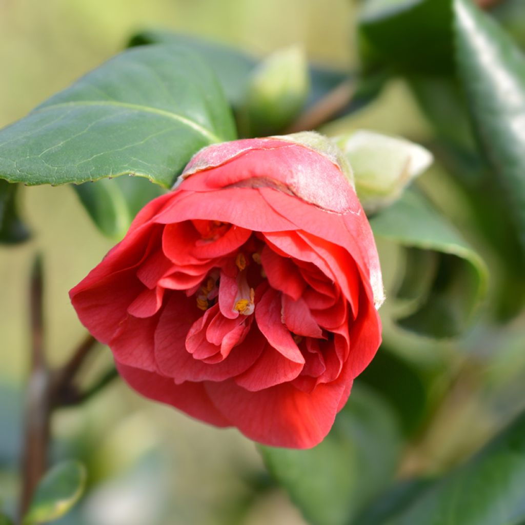 Camélia Lady Campbell - Camellia japonica