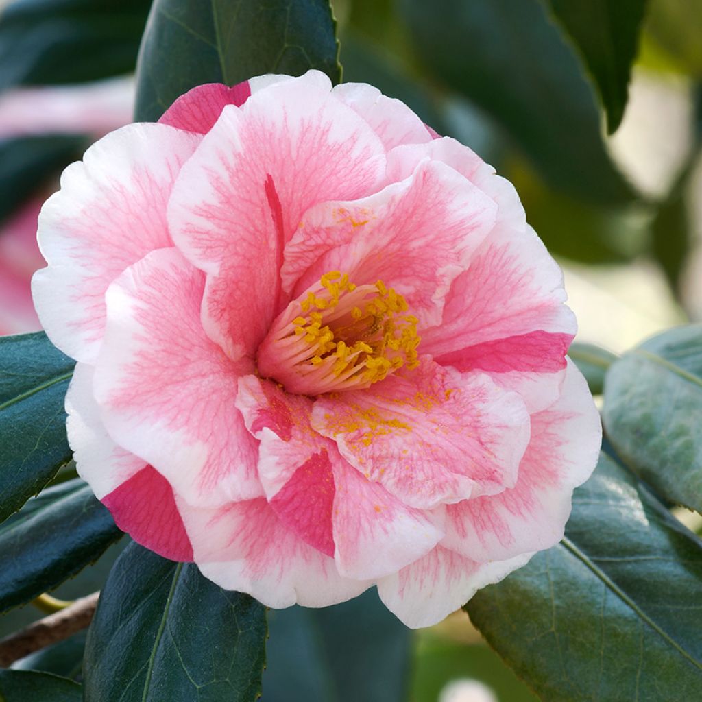 Camélia Lady Vansittart - Camellia japonica