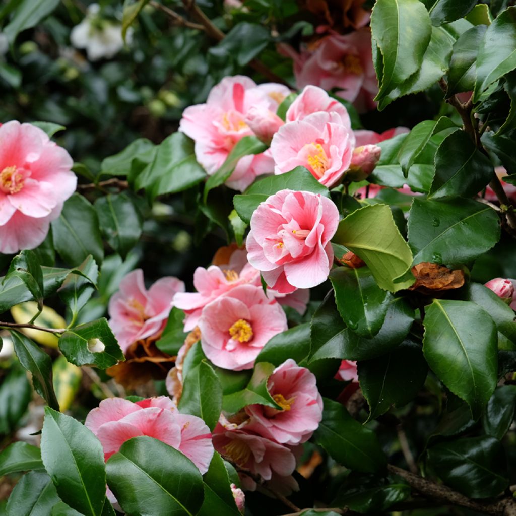 Camélia Lady Vansittart - Camellia japonica